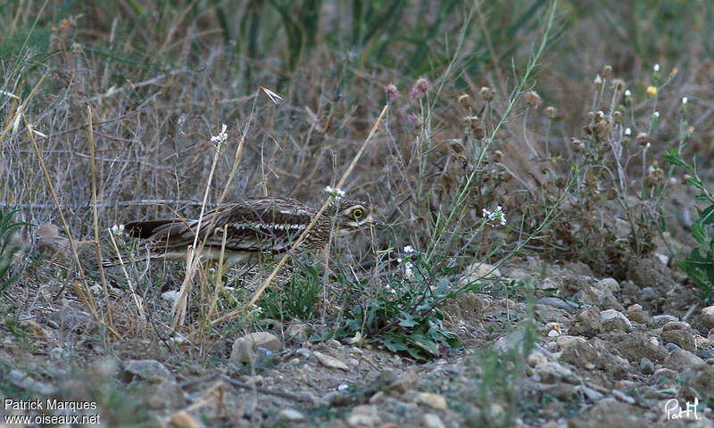 Oedicnème criard, camouflage