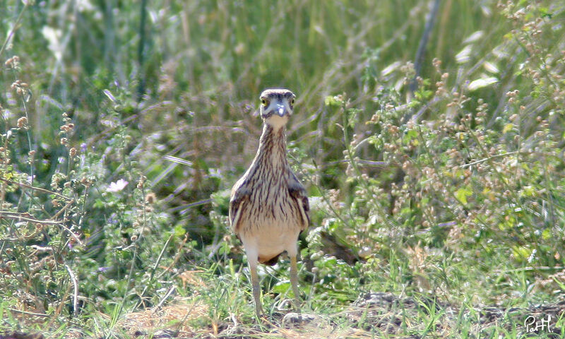 Eurasian Stone-curlew