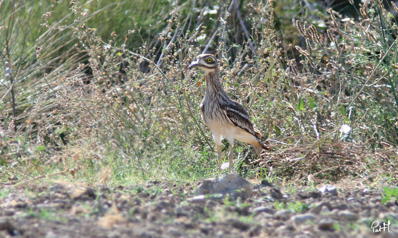 Eurasian Stone-curlew