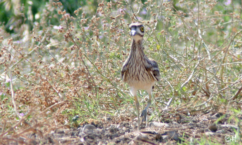 Eurasian Stone-curlew