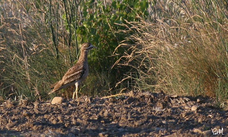 Eurasian Stone-curlew