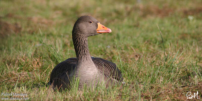 Greylag Goose, Behaviour