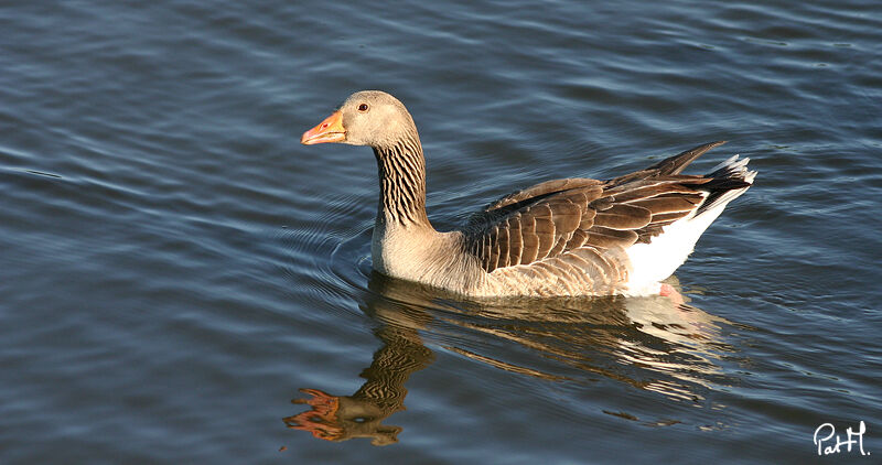 Oie cendrée, identification