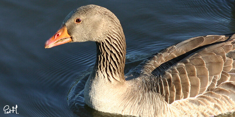 Oie cendrée, identification