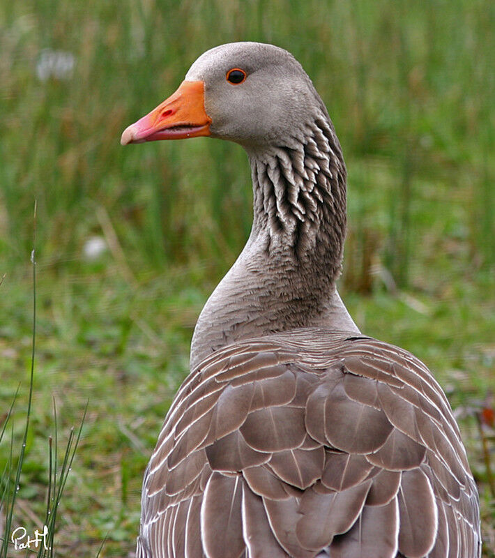 Greylag Goose, identification