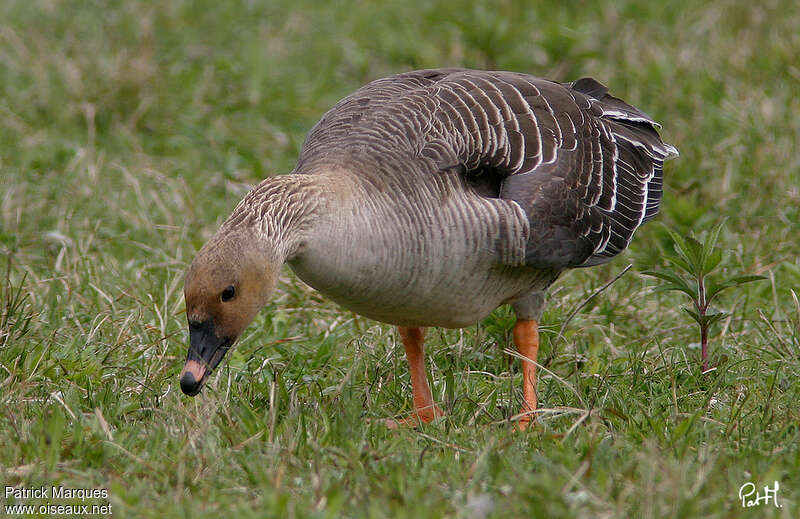 Oie des moissonsadulte, identification, mange