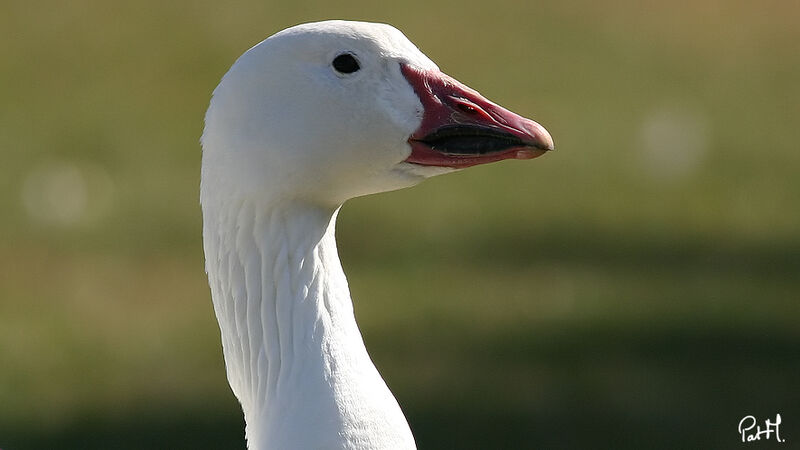 Snow Gooseadult, identification