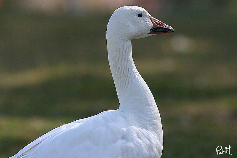 Snow Gooseadult, identification