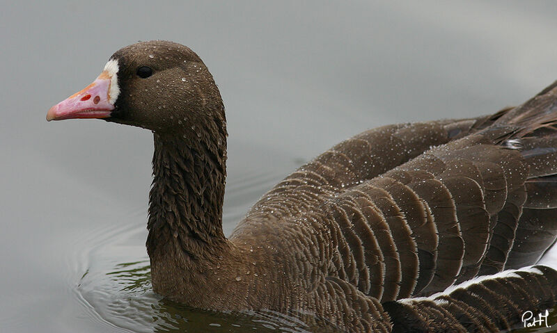 Greater White-fronted Gooseadult, identification