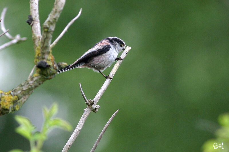 Long-tailed Tit, identification