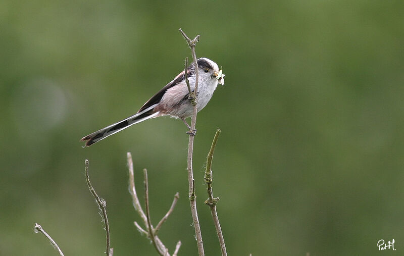 Long-tailed Tit, identification