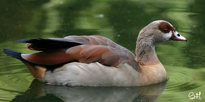 Egyptian Goose