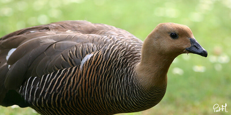 Ouette de Magellan femelle adulte, identification