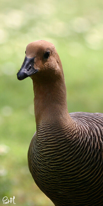 Ouette de Magellan femelle adulte, identification