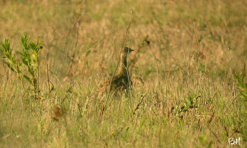 Outarde canepetière