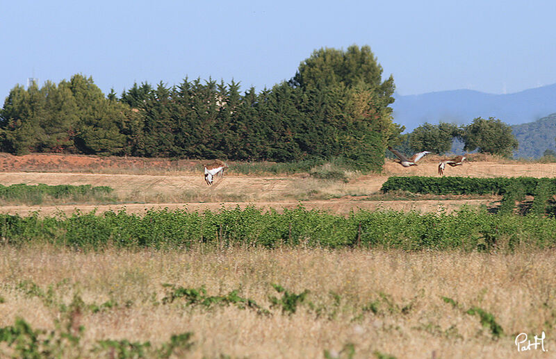 Little Bustard, Flight