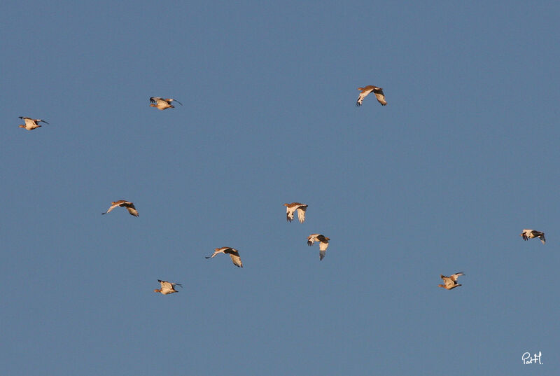 Little Bustard