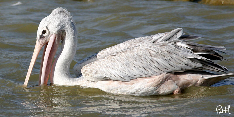 Great White Pelican, identification