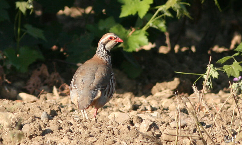 Red-legged Partridge