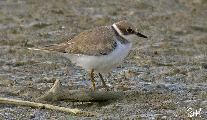 Little Ringed Plover, identification