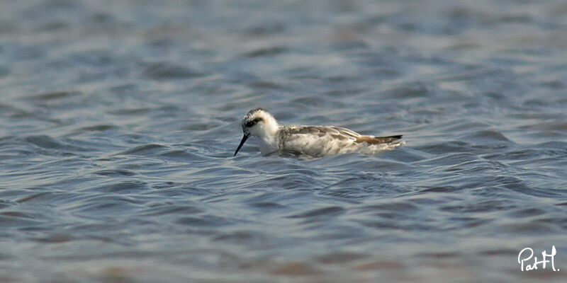 Red-necked Phalarope, identification