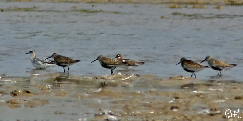 Phalarope à bec étroit1ère année, identification