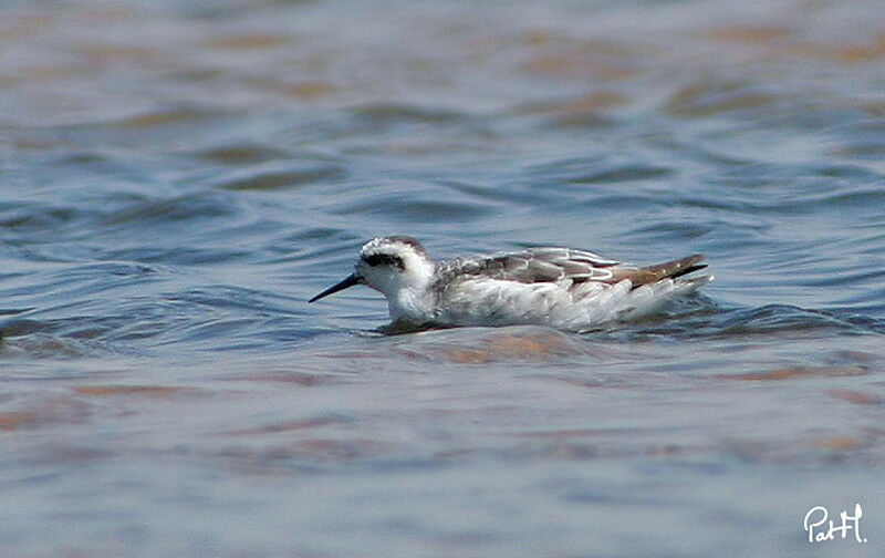 Phalarope à bec étroit, identification