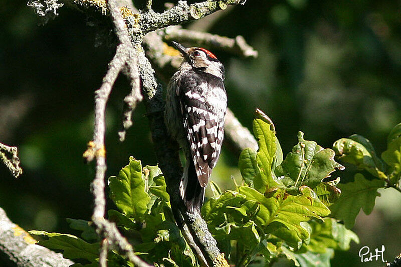 Pic épeichette mâle adulte, identification