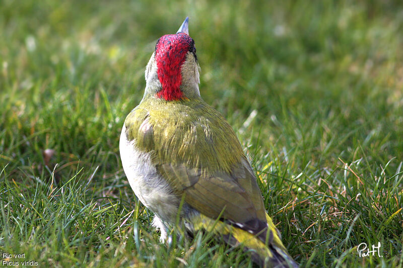 European Green Woodpeckeradult