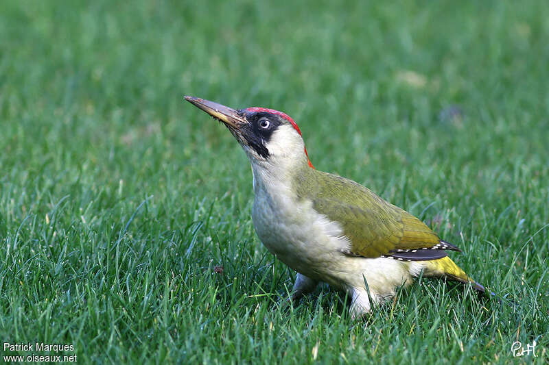 Pic vert femelle adulte, pêche/chasse