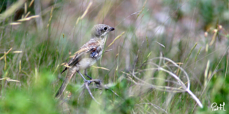 Pie-grièche à tête roussejuvénile, identification, Nidification, Comportement