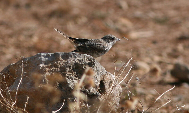 Woodchat Shrikejuvenile