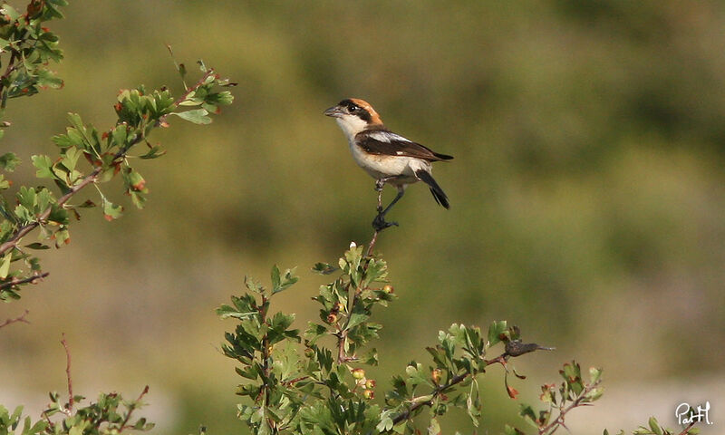 Woodchat Shrike male