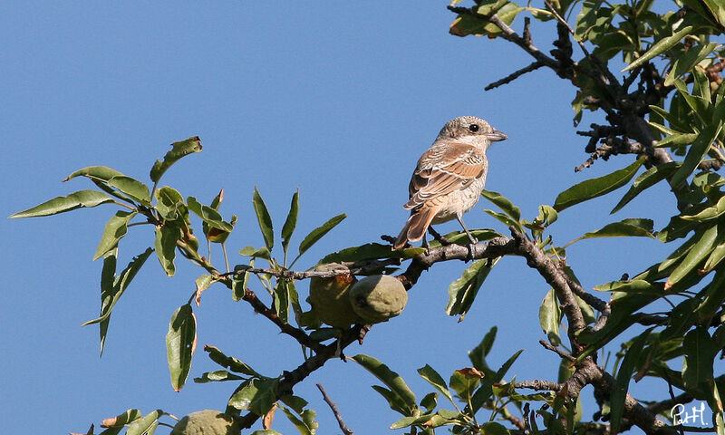 Woodchat Shrikejuvenile