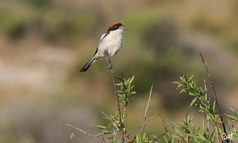 Woodchat Shrike male