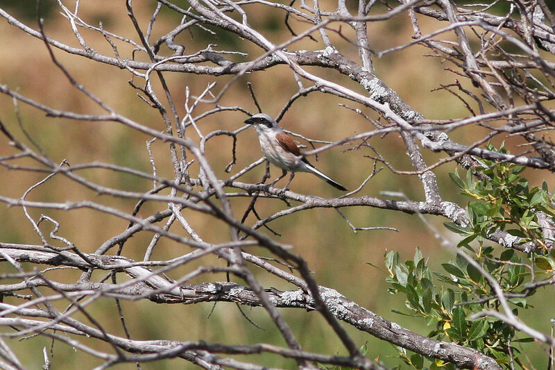 Red-backed Shrike male adult, identification