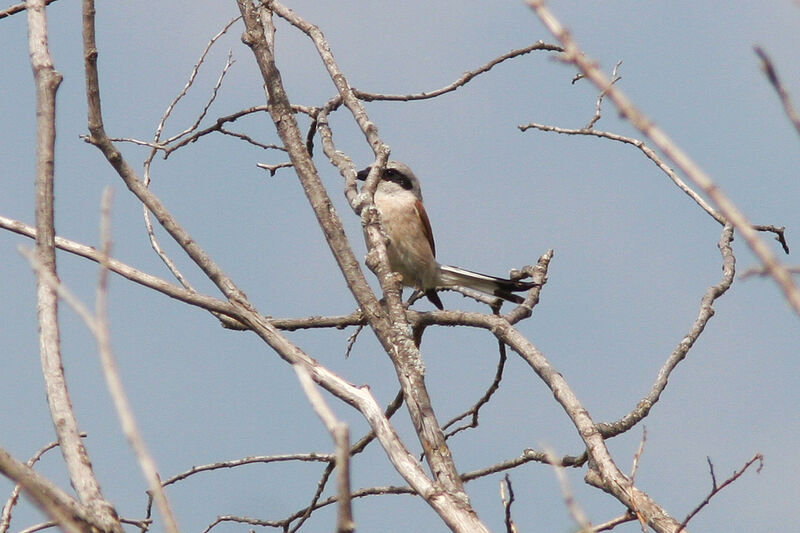 Red-backed Shrike