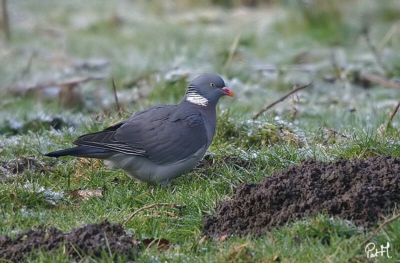 Common Wood Pigeon, identification