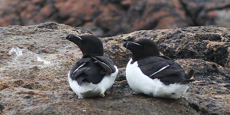 Pingouin torda, identification