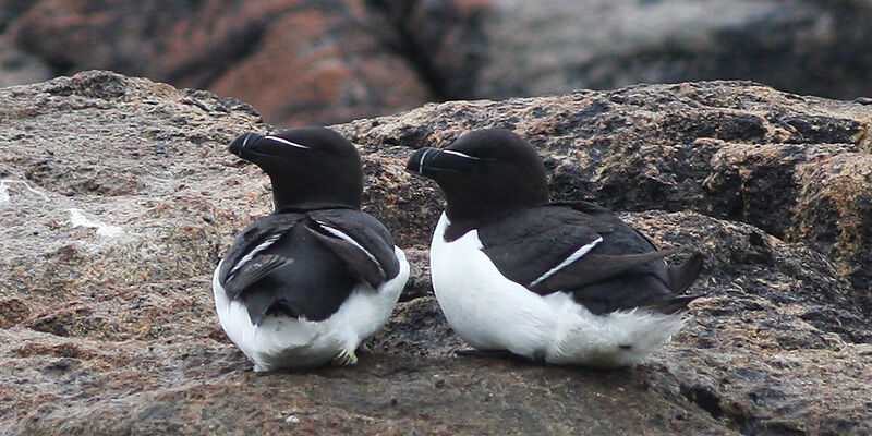 Razorbill