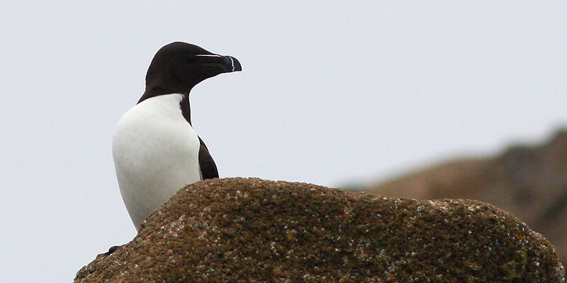 Pingouin torda