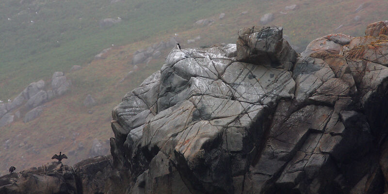 Razorbill