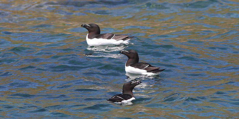 Razorbill