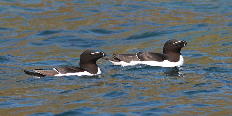 Pingouin torda