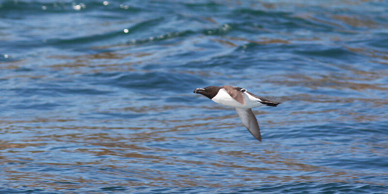 Razorbill