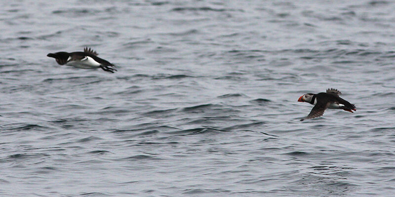 Razorbill, Flight