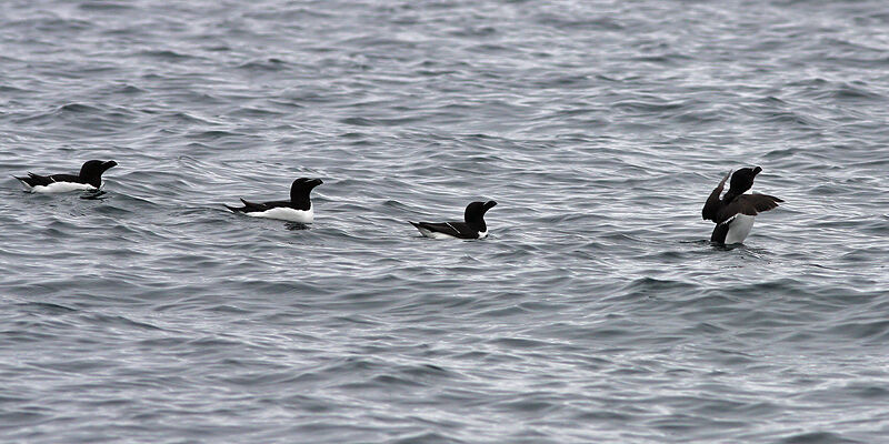 Razorbill