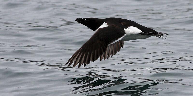 Razorbill