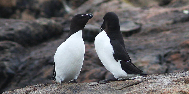 Razorbill , identification, Behaviour