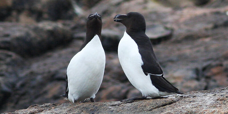 Razorbill , identification, Behaviour